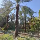 نخيل واشجار