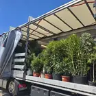 يوجد لدينا اشجار زيتون معمر وبجميع المقاسات واحجام كبيره و