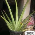 Aloe vera and Tulsi (holy basil) plant for sale