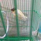 أنثى كناري