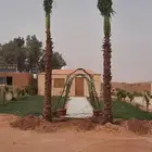 يوجد لدينا نخل ملوكي زينه واشنطني بجميع المقسات