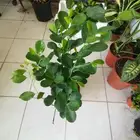 مشتل توريد الأشجار بسعر مناسب