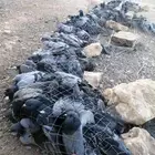 حمام سوادي بري صيد اليوم