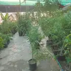 مشتل زراعي بالدمام