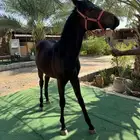 مهره شعبيه