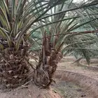 نخل للبيع 100 حبه قراين عجوه ...ويوجود لدينا جميع الفسايل