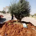 شجره زيتون معمر
