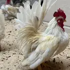 جوز جبانيز ابيض بياض