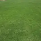 جميع انواع الثيل افضل انواع الثيل