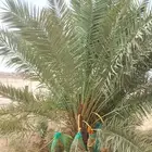 نخل مثمر للبيع جثايث فسايل نقابل