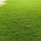 ثيل سي 2000 صافي وطبيعي الموقع الخارج