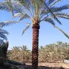 نخل للبيع