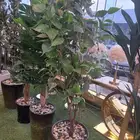 اشجار صناعي