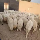 غنم طيبه العدد 82 فحولها 2 مراح واحد ديوس سليمه وصحه سليمه