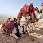 اجار جمال خيول رحول زلول راكبي