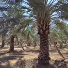 نخل عربي فاخر