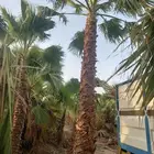 يوجد جميع انواع الاشجار والنباتات