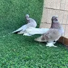 حمام كرنقو