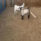 للبيع تيوس بيشيه تربيه لبانيه يوجد ذبح وتوصيل