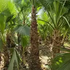 الرياض ..نخل واشنطني أمريكي زينه