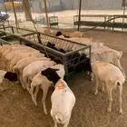 برابر وتيوس المزاحميه مرابي شهرين ونصف