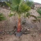 واشنطوني مركن 50