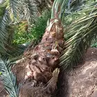 نخل نقايل متر ونص ومترين سكري صقعي برحي صفاوي عجوه خلاص