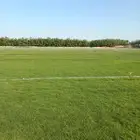 ثيل طبيعي نجيله طبيعي