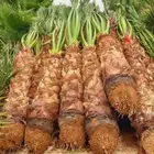 نخل عربي وشطني أمريكي زينه