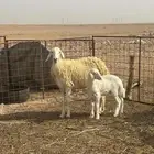 حريه