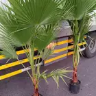 نخيل واشنطونيا