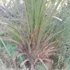 نخل وحثايث القصيم