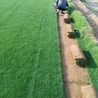 ثيل طبيعي