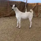 جفره بيشية ثنيه ودافع فاخره