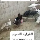 4 حبات رومي اناث ديك رومي