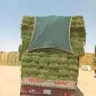 الرياض. برسيم. صافي. العدد. 250. حبه. واصل. اي. مكان