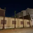 واشنطونيا زينه وأشجار الظلال وأشجار بريه شامل التوصيل