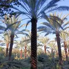 نخل واشنطني ونخل مثمر للبيع