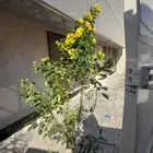 مشتل تنسيق حدائق