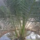 يتوفرلديناجميع انواع انخيل ويشمل اتوصيل الاجميع المحافضات