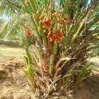 يوجد الدينا جميع أنواع النخل