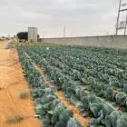 مزرعه الخرج الضبيعه الهياثم الدلم الرياض