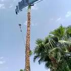 نخيل وشنطوني