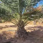 نخل للبيع جميع النواع انخل العربي والوشنطتي