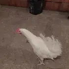دجاج ابيض بياض