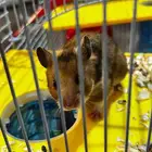 هامستر للبيع