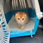 توصيل بين المدن