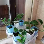 نباتات بوتس تبدأ ب10 ريال