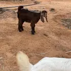 تيوس