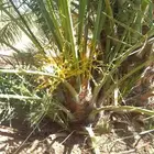 فروخ كبيره مثمره وجثايث